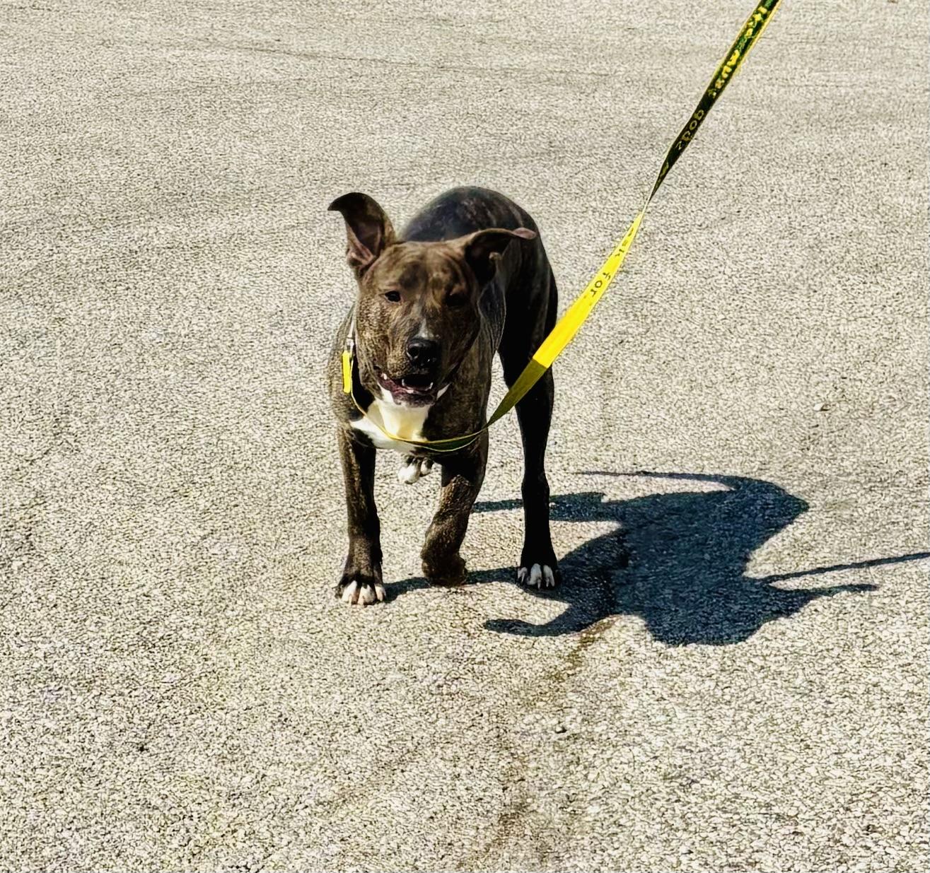 Enlarge RICO!, a Adopted mixed breed in Owensboro, KY image 2/5