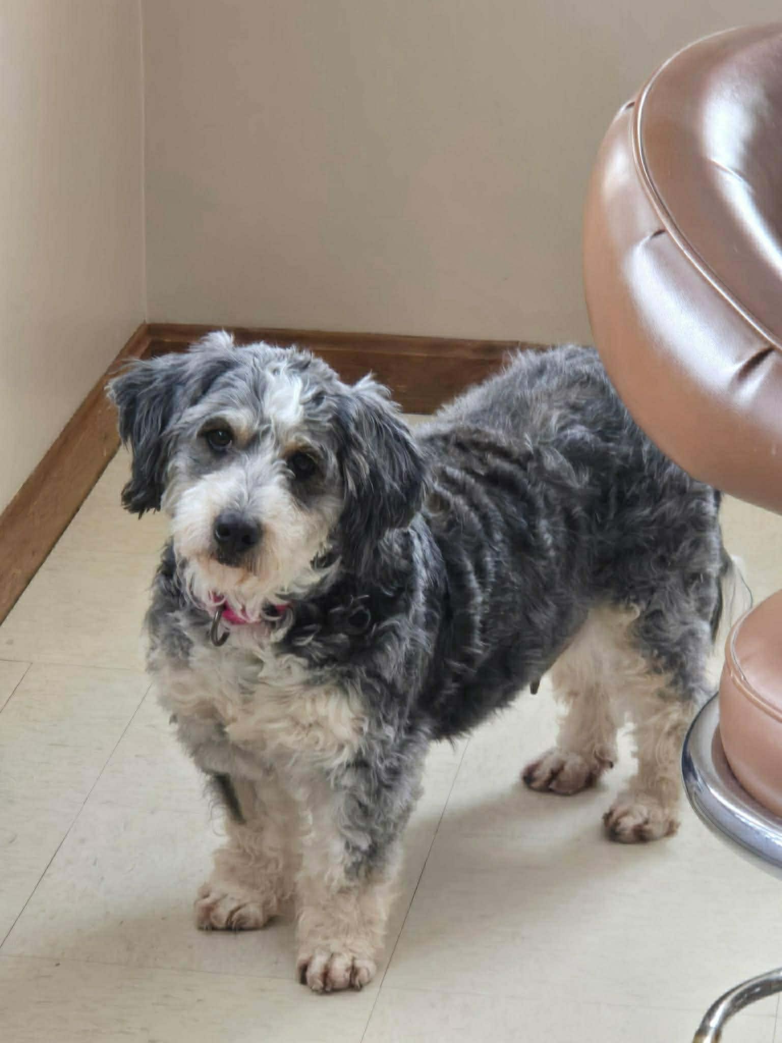 Enlarge Tessie, an adopted Bernedoodle in Brunswick, ME image 1/4