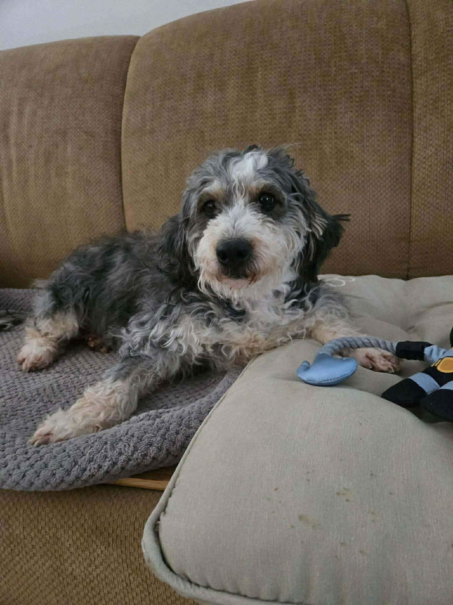 Enlarge Tessie, an adopted Bernedoodle in Brunswick, ME image 3/4