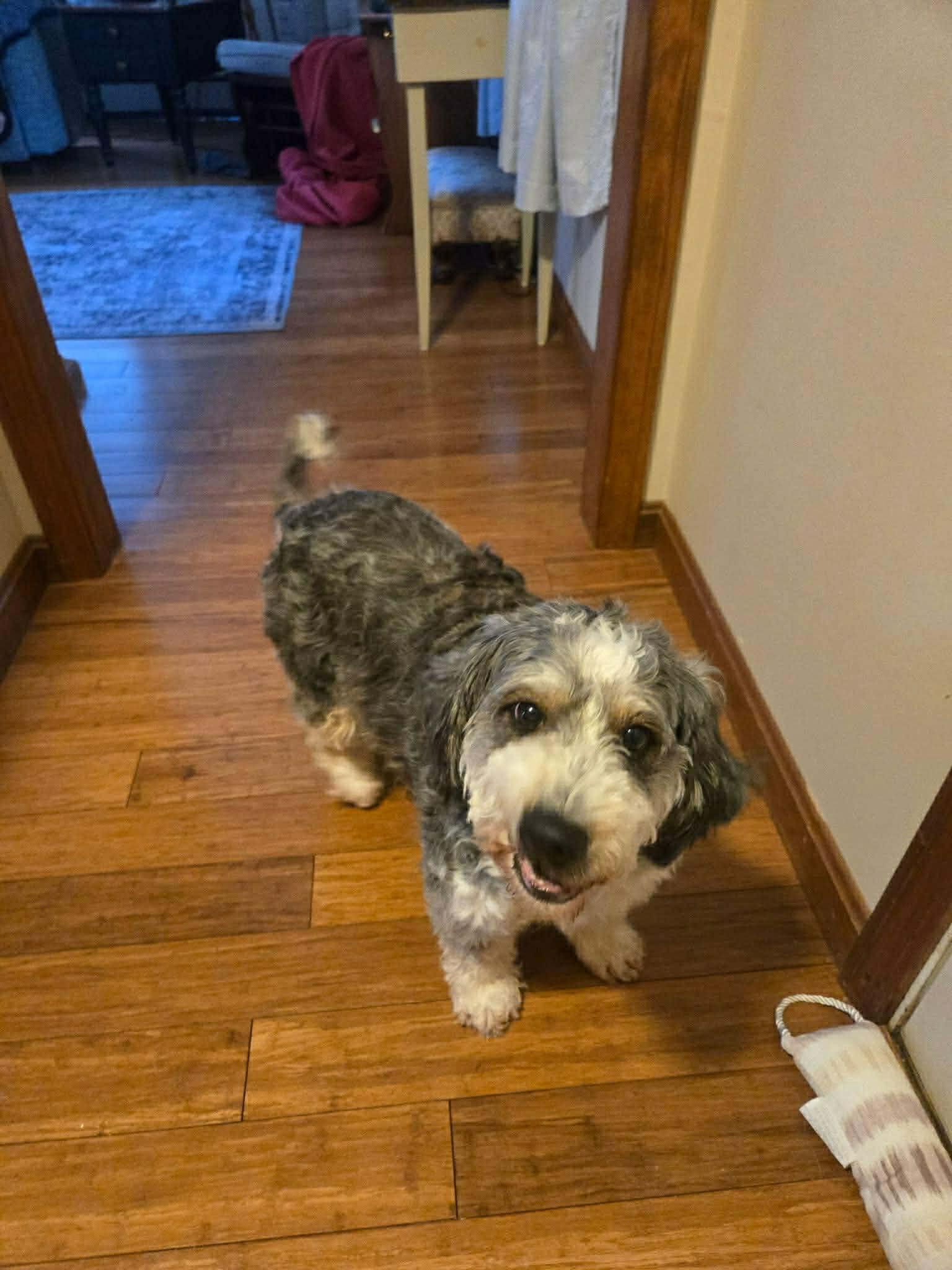 Enlarge Tessie, an adopted Bernedoodle in Brunswick, ME image 2/4