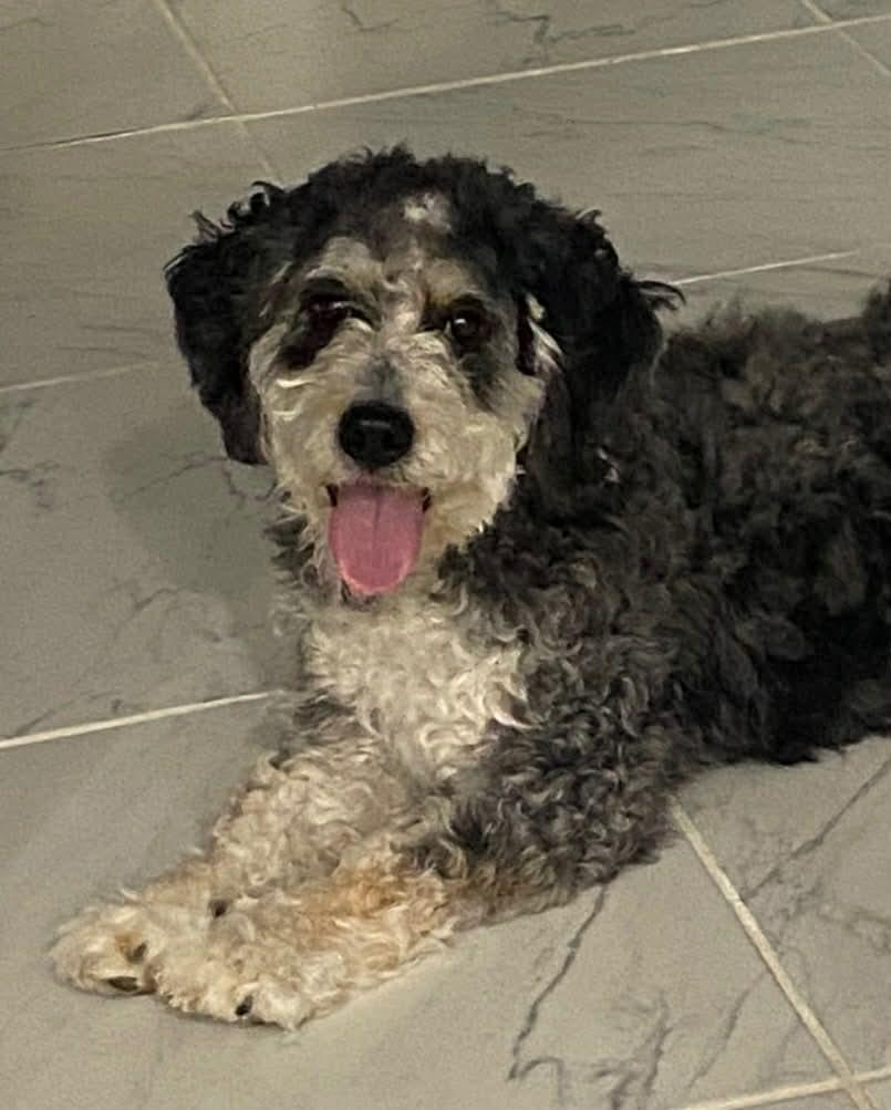 Enlarge Tessie, a ADOPTABLE Bernedoodle in Brunswick, ME image 1/1