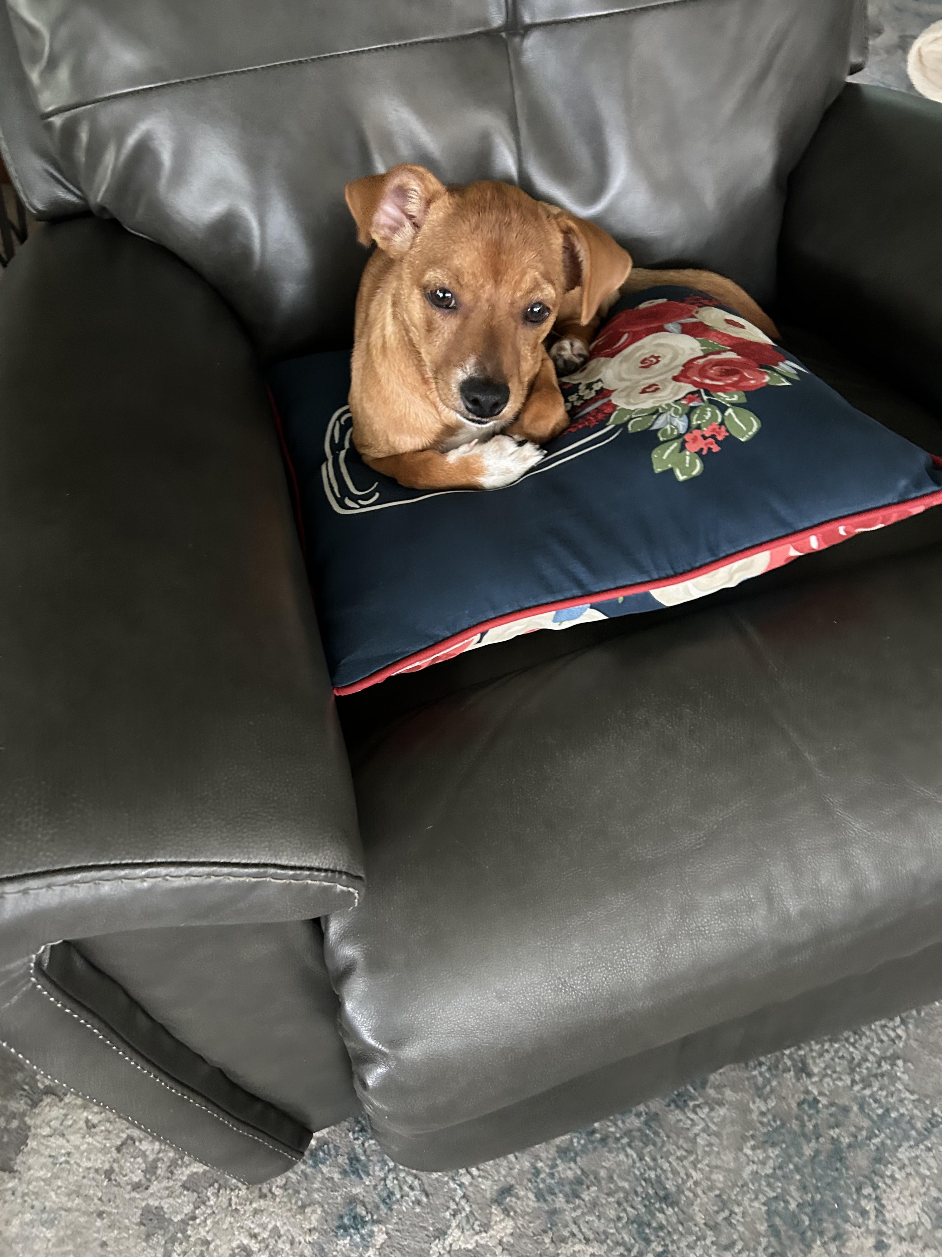 Enlarge Goldie, a Adoptable mixed breed in Bradenton, FL image 1/6