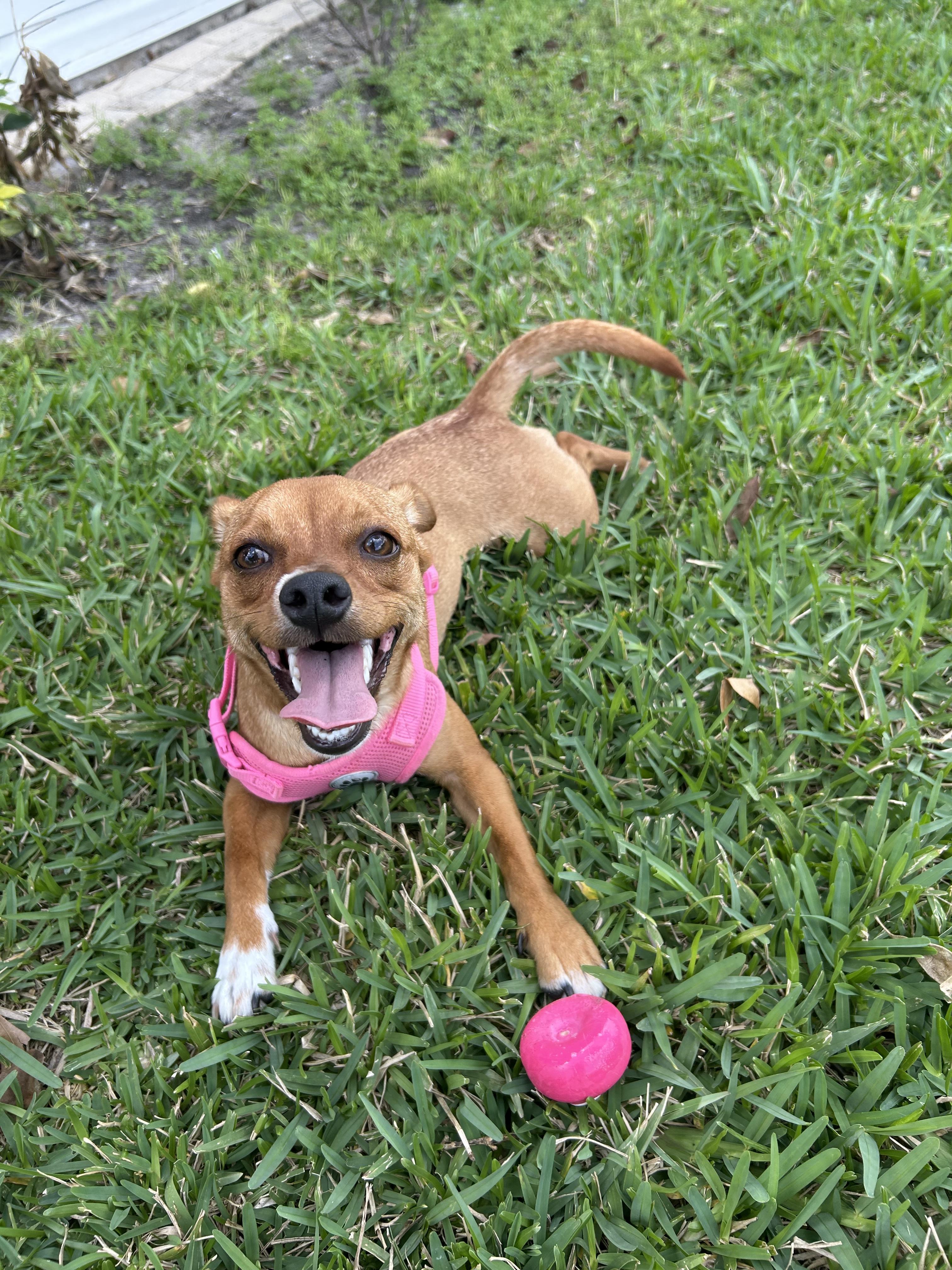 Enlarge Goldie, a Adoptable mixed breed in Bradenton, FL image 2/6