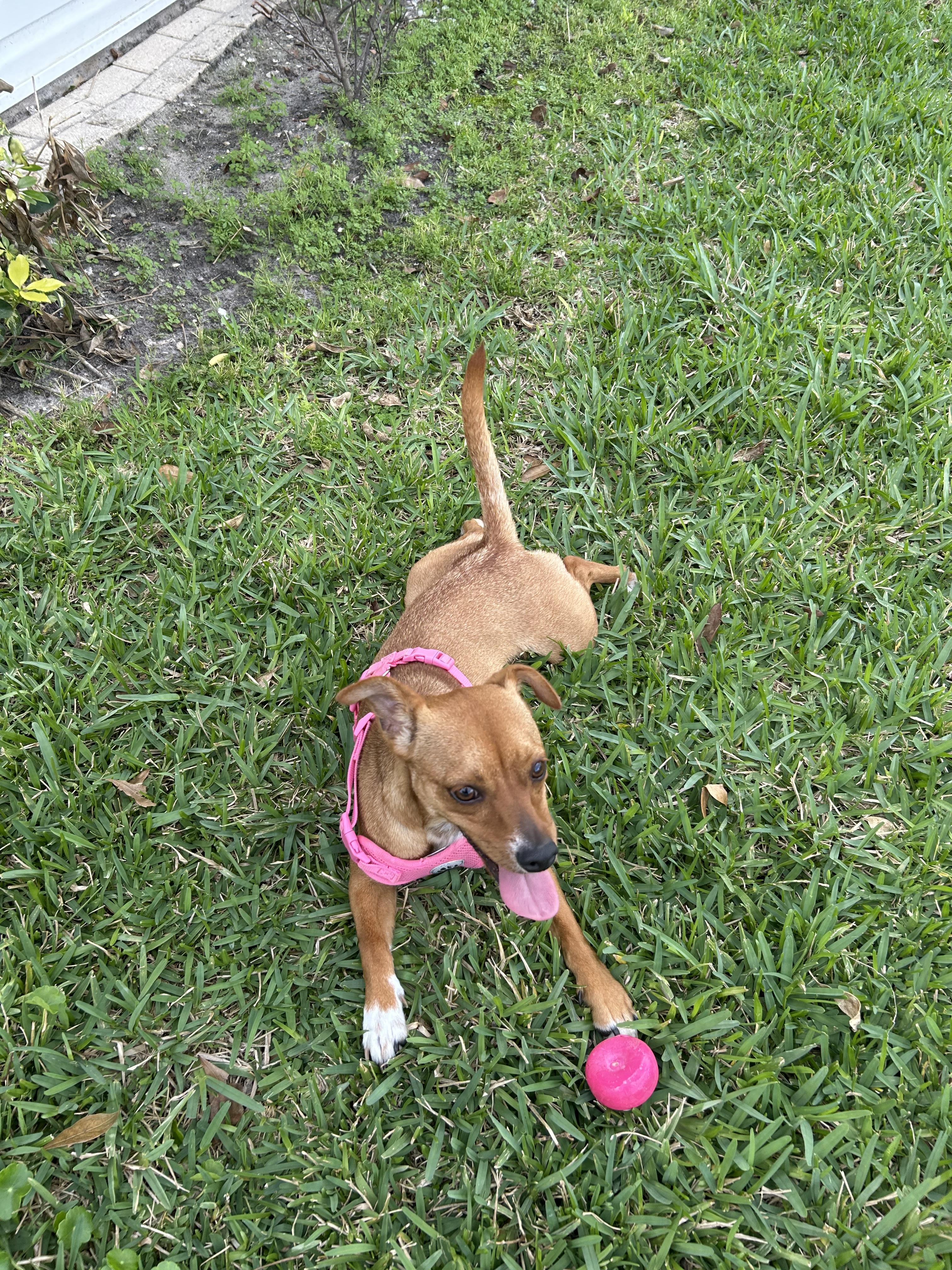 Enlarge Goldie, a Adoptable mixed breed in Bradenton, FL image 3/6