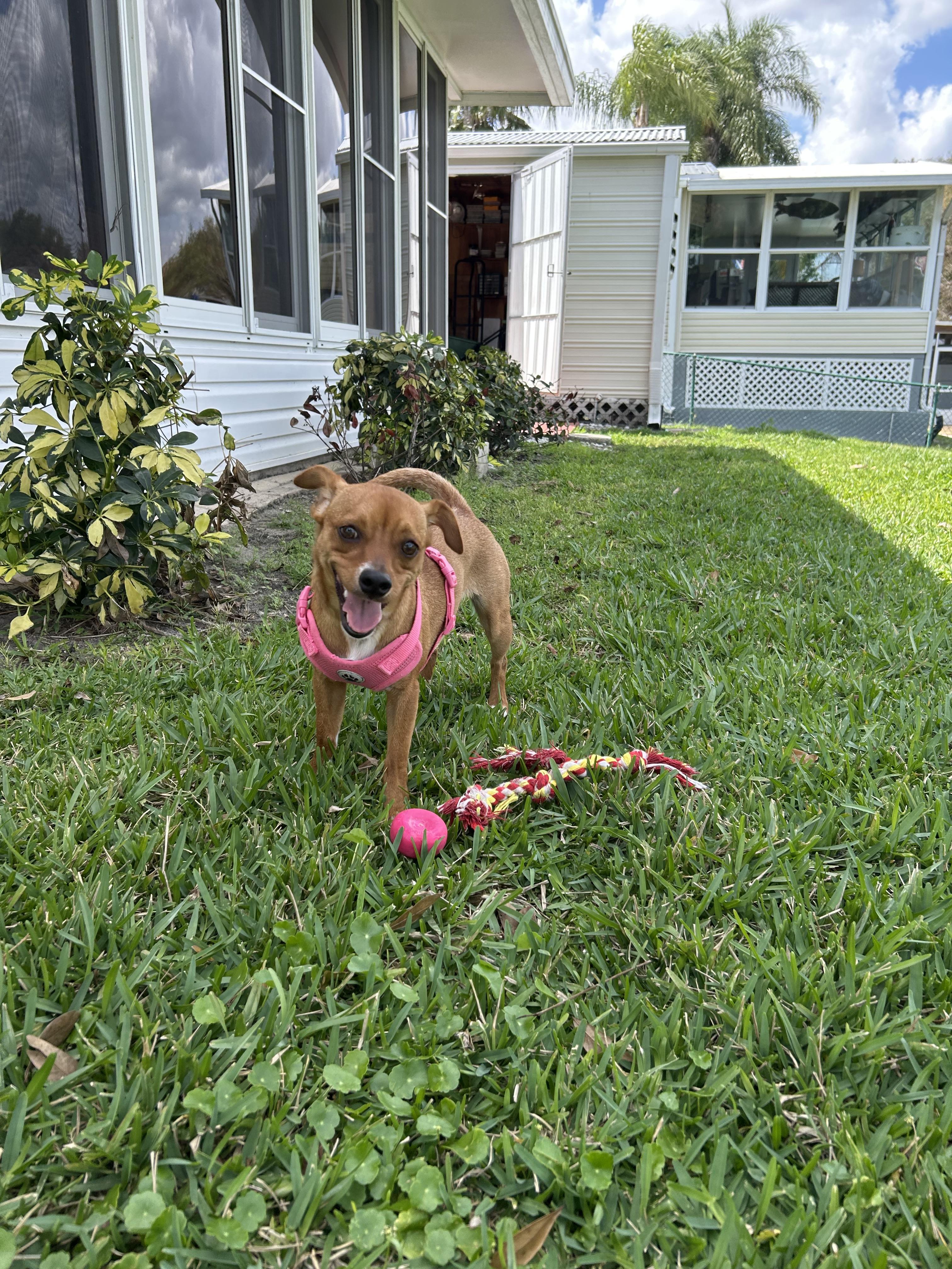 Enlarge Goldie, a Adoptable mixed breed in Bradenton, FL image 3/6