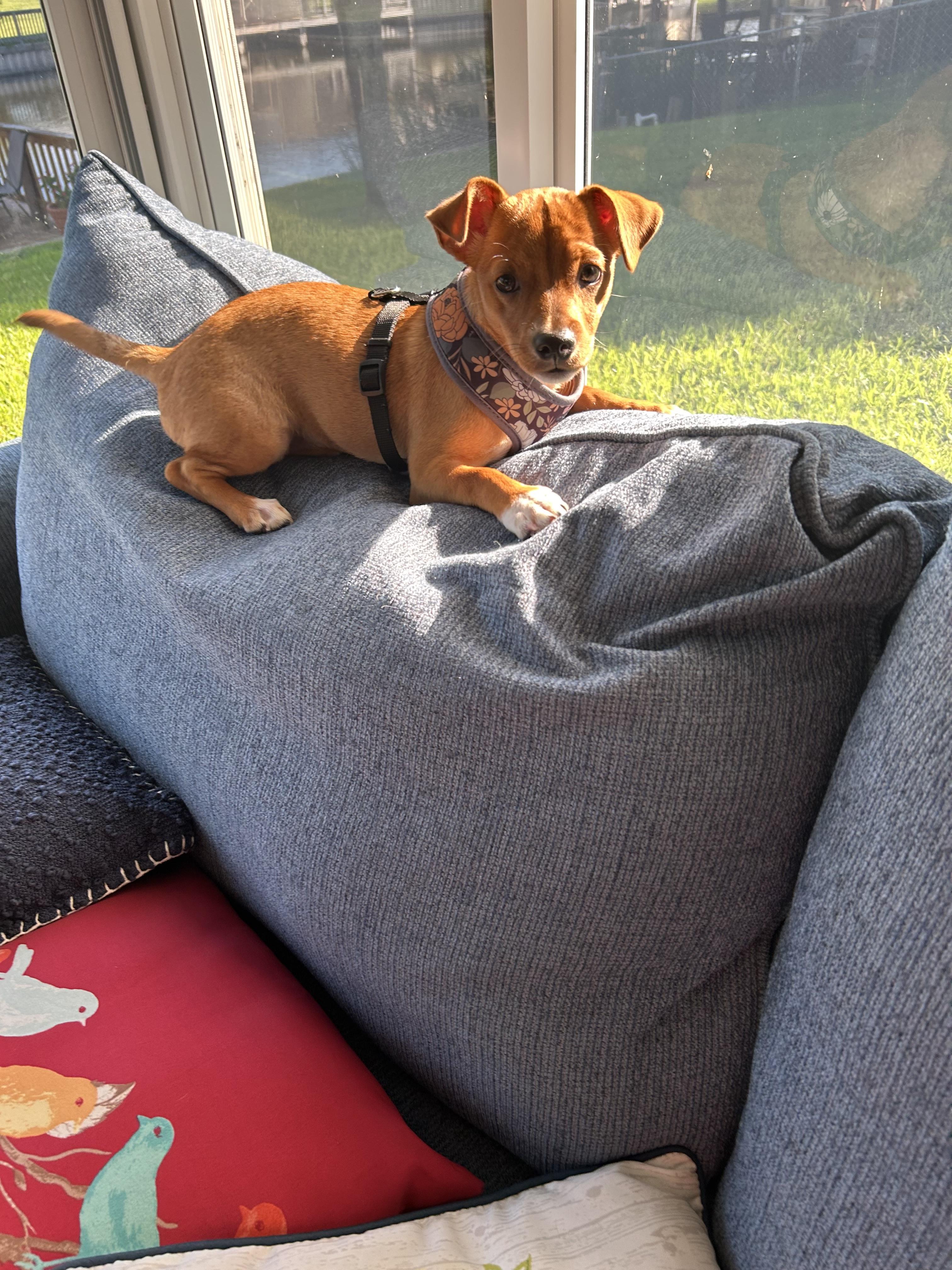 Enlarge Goldie, a Adoptable mixed breed in Bradenton, FL image 4/6