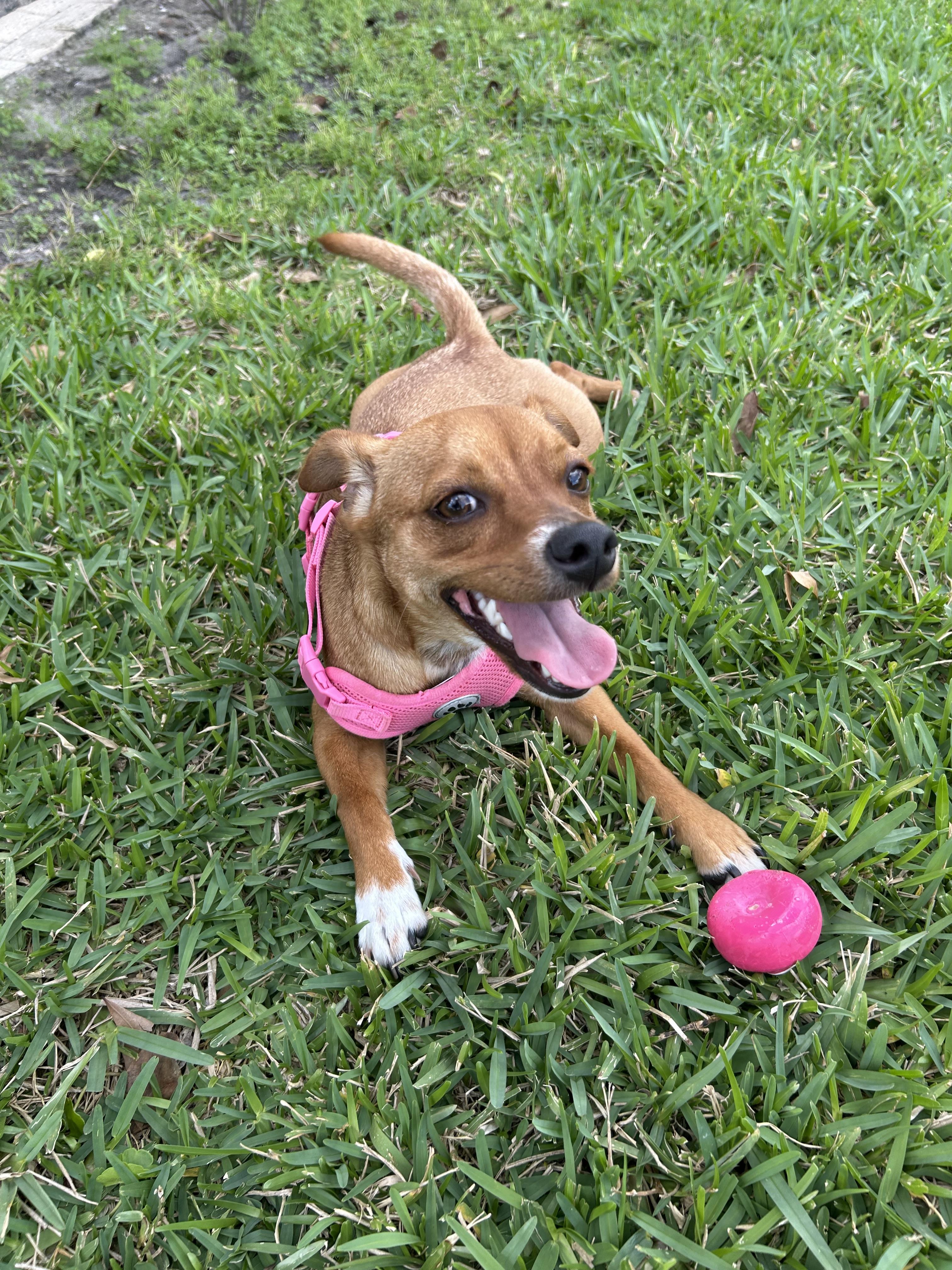 Enlarge Goldie, a Adoptable mixed breed in Bradenton, FL image 5/6