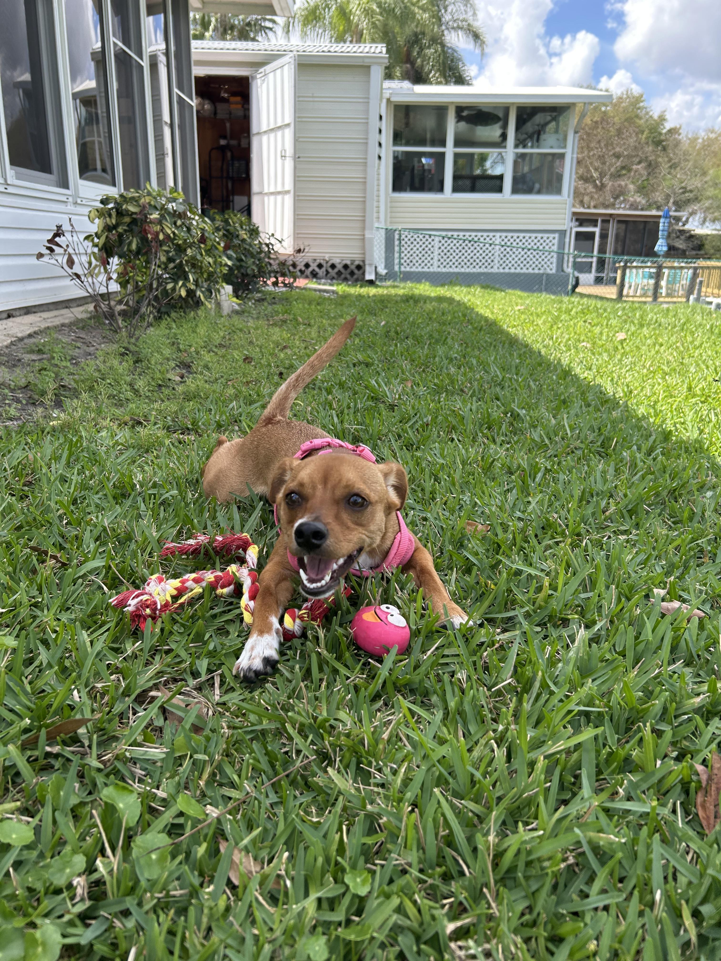 Enlarge Goldie, a Adoptable mixed breed in Bradenton, FL image 6/6