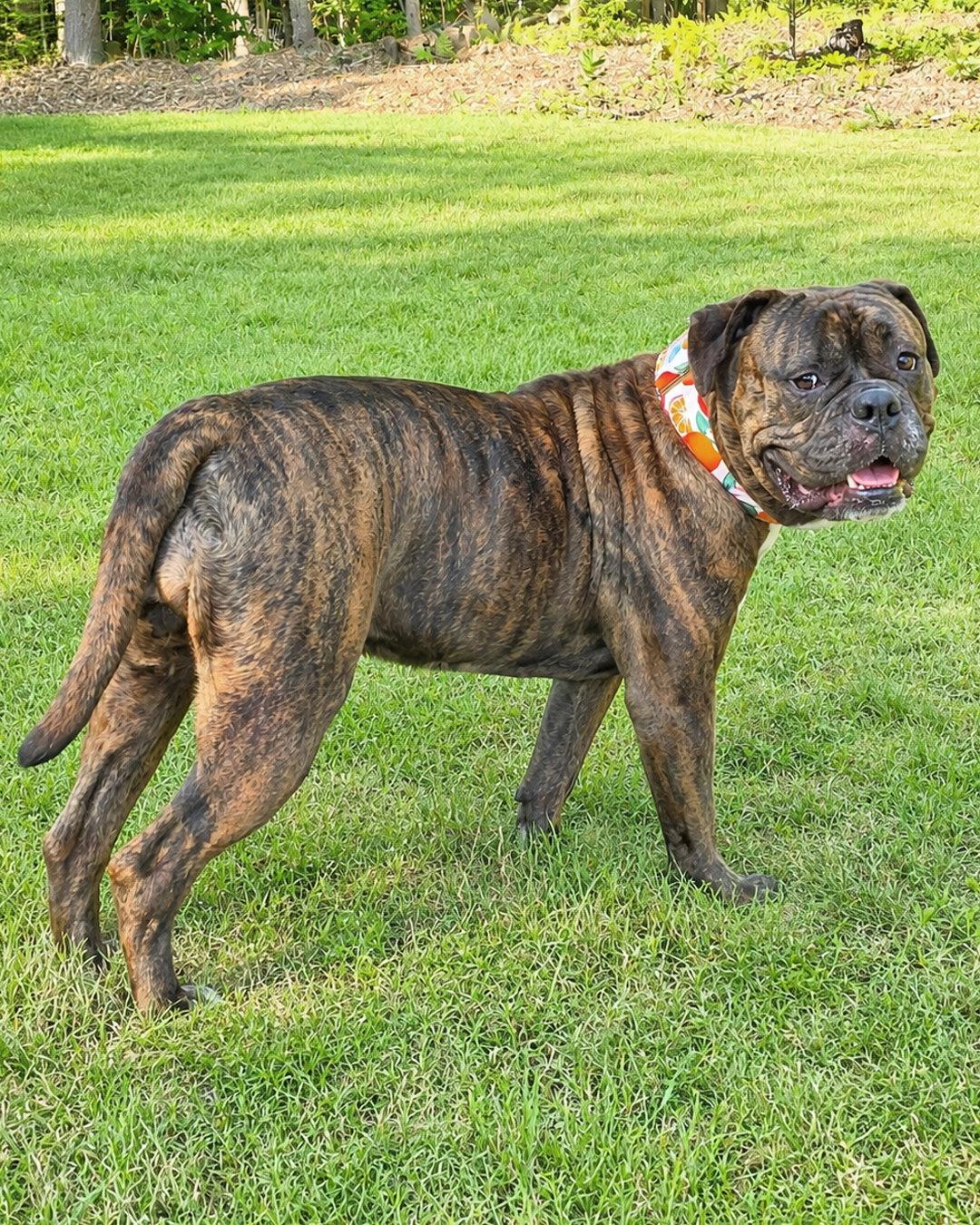 Enlarge Tootsie Roll, a Adopted mixed breed in Westminster, MA image 1/3