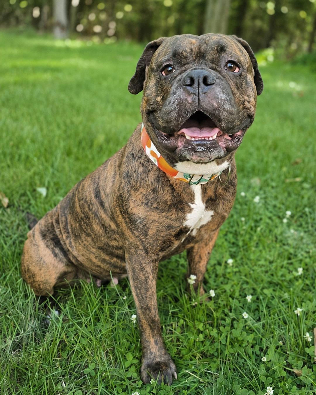 Enlarge Tootsie Roll, a Adopted mixed breed in Westminster, MA image 2/3
