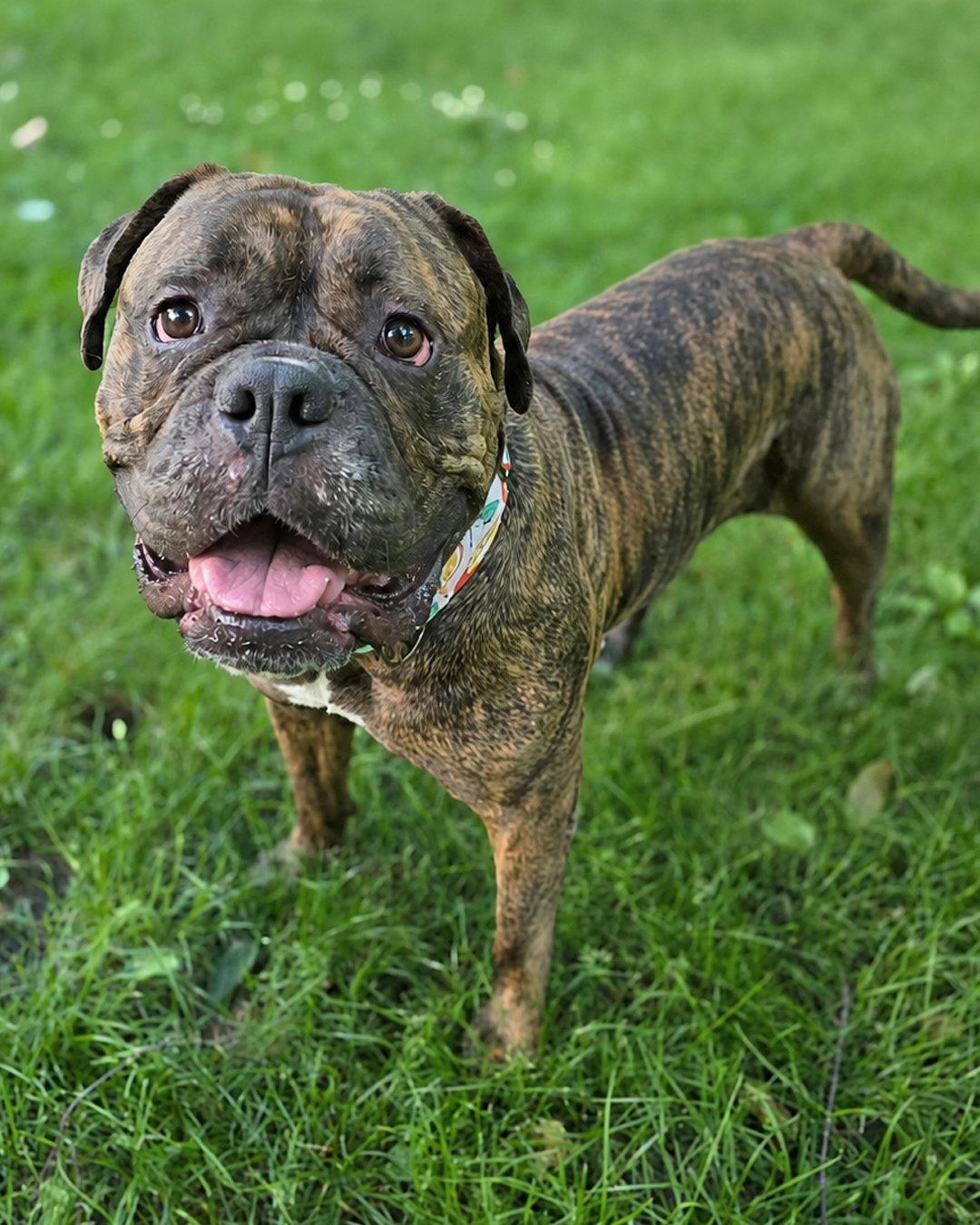 Enlarge Tootsie Roll, a Adopted mixed breed in Westminster, MA image 3/3
