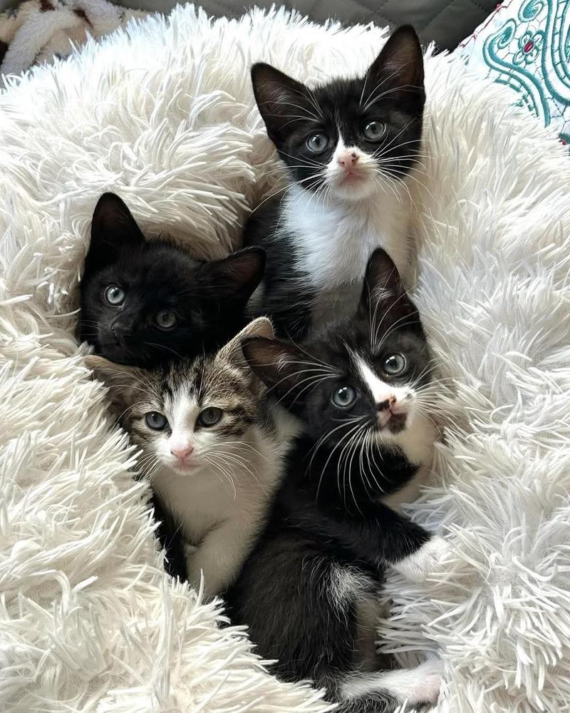 Enlarge April, a Adoptable Domestic Short Hair in Anoka, MN image 1/5