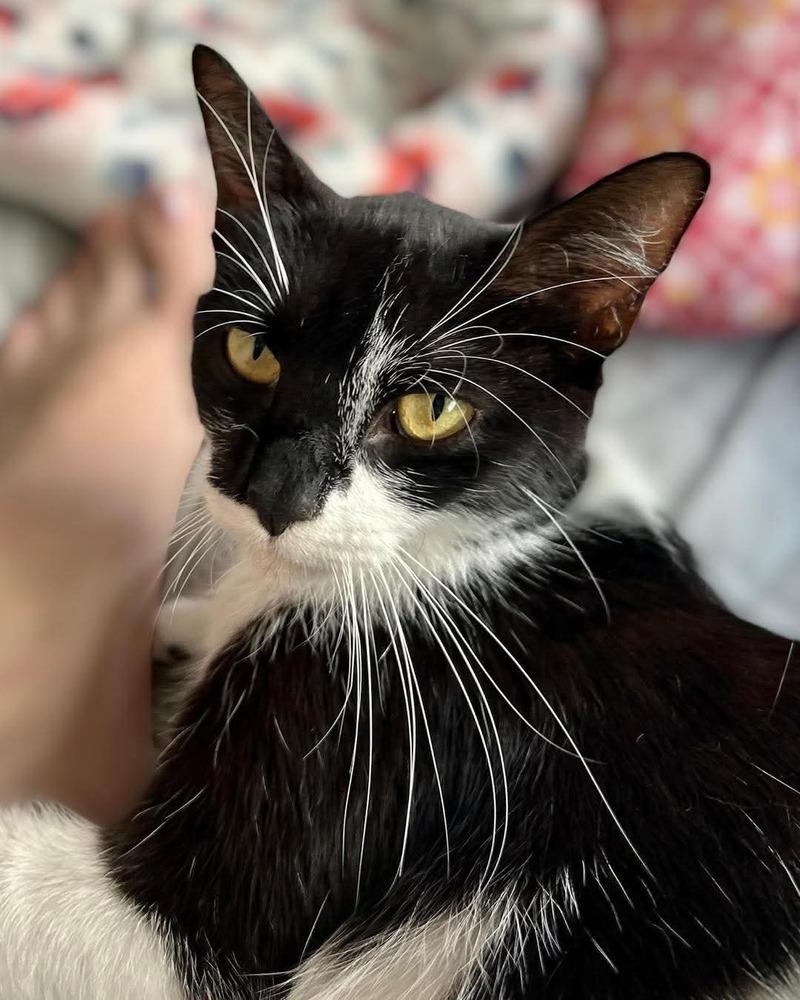 Enlarge April, a Adoptable Domestic Short Hair in Anoka, MN image 2/5