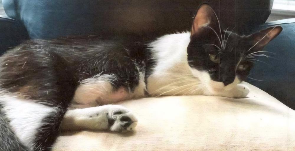 Enlarge April, a Adoptable Domestic Short Hair in Anoka, MN image 3/5