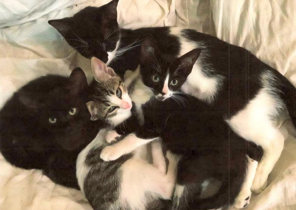 Enlarge April, a Adoptable Domestic Short Hair in Anoka, MN image 4/5