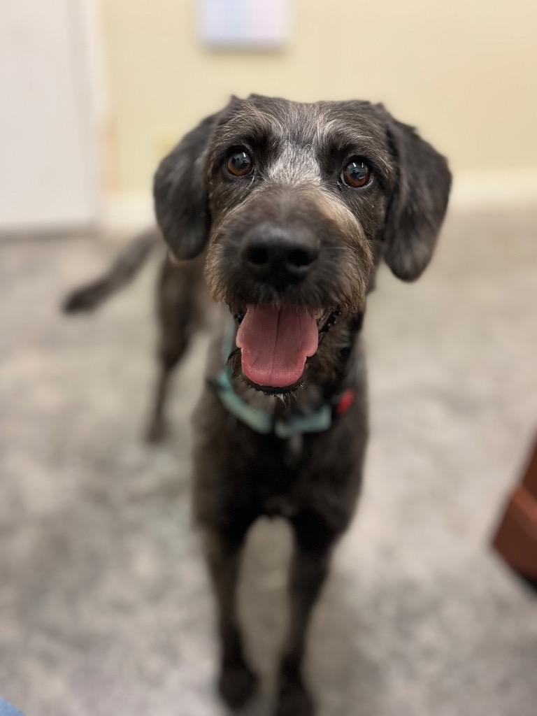 Cordelia, Adoptable, Adult Female Poodle & Mixed Breed.