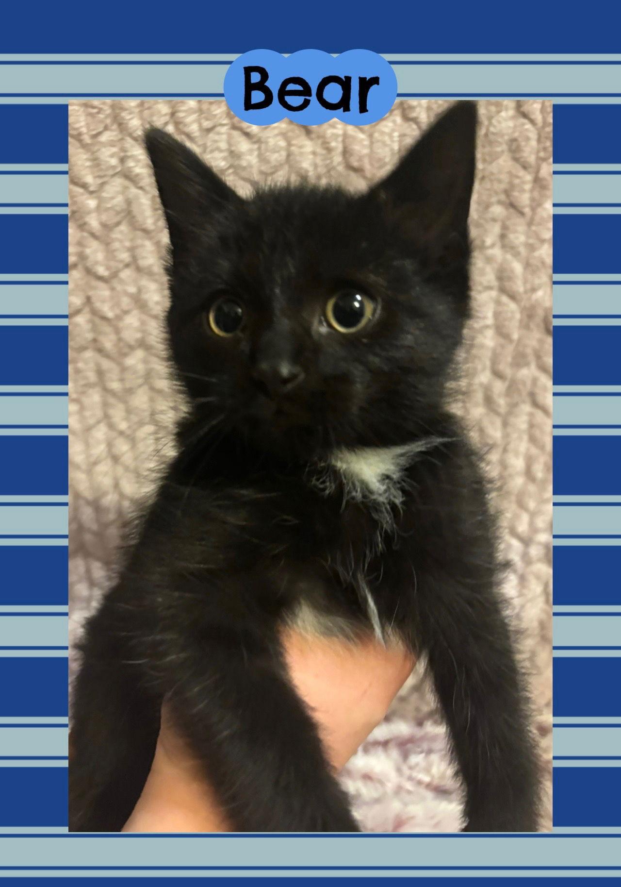 Enlarge Bear, a Adoptable Domestic Short Hair in Rootstown, OH image 1/2