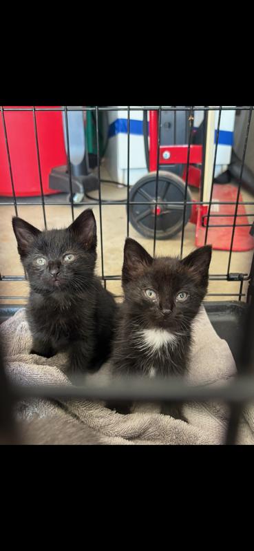 Enlarge Bear, a Adoptable Domestic Short Hair in Rootstown, OH image 2/2