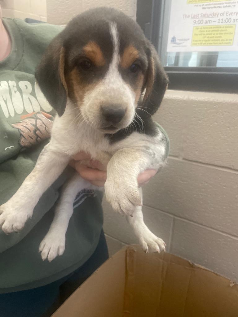 Nash, Adoptable, Puppy Male Mixed Breed.