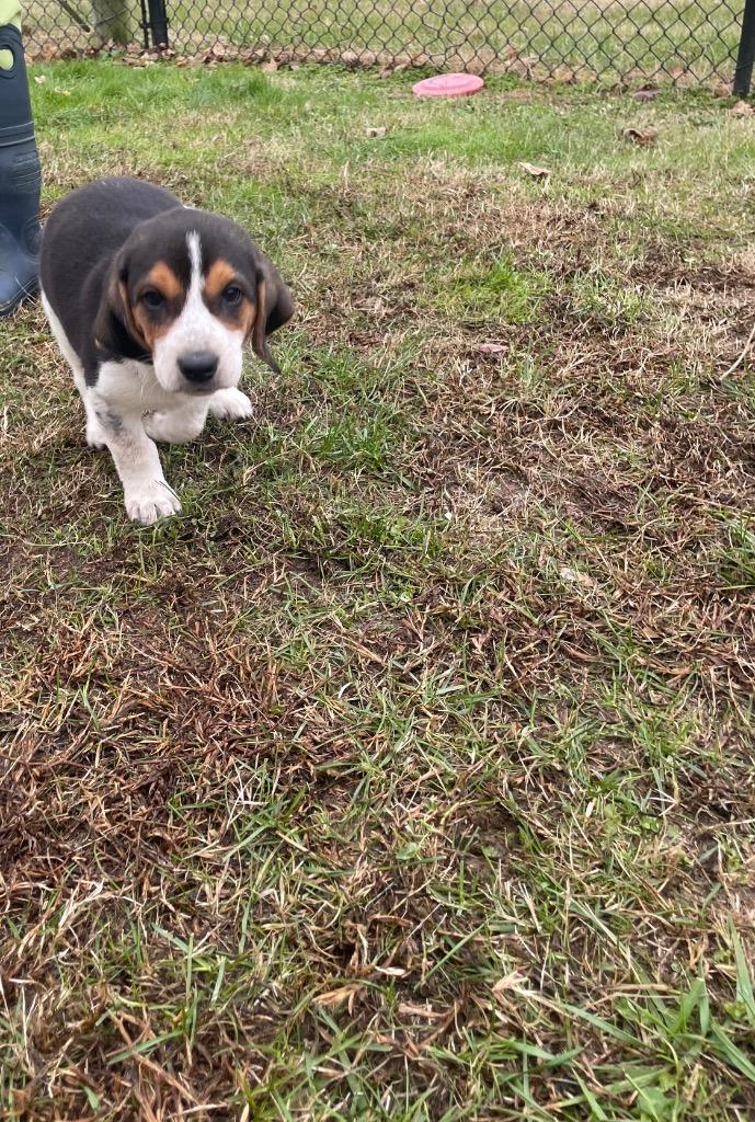 Enlarge Nash, a Adoptable mixed breed in Gallatin, TN image 2/2