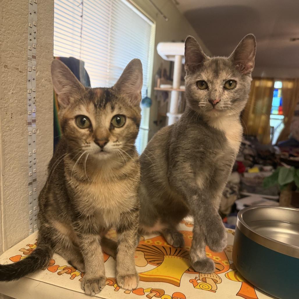Fig, Adoptable, Kitten Female Domestic Short Hair.