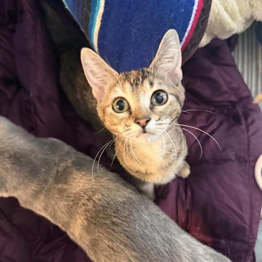 Enlarge Fig, a Adoptable Domestic Short Hair in Austin, TX image 2/6