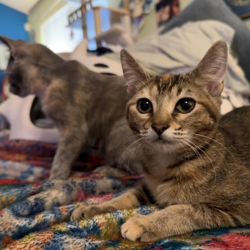 Enlarge Fig, a Adoptable Domestic Short Hair in Austin, TX image 3/6