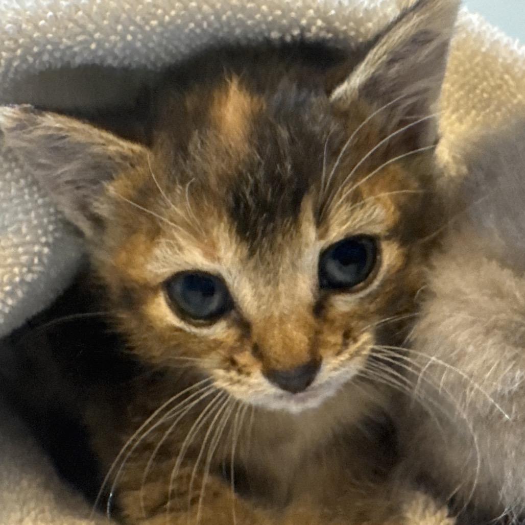 Enlarge Fig, a Adoptable Domestic Short Hair in Austin, TX image 4/6