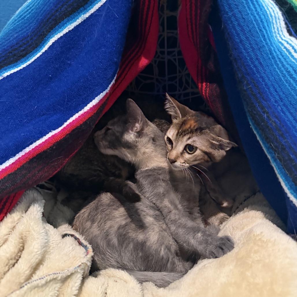 Enlarge Fig, a Adoptable Domestic Short Hair in Austin, TX image 5/6