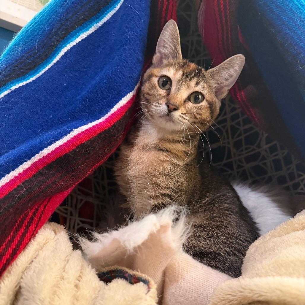 Enlarge Fig, a Adoptable Domestic Short Hair in Austin, TX image 6/6