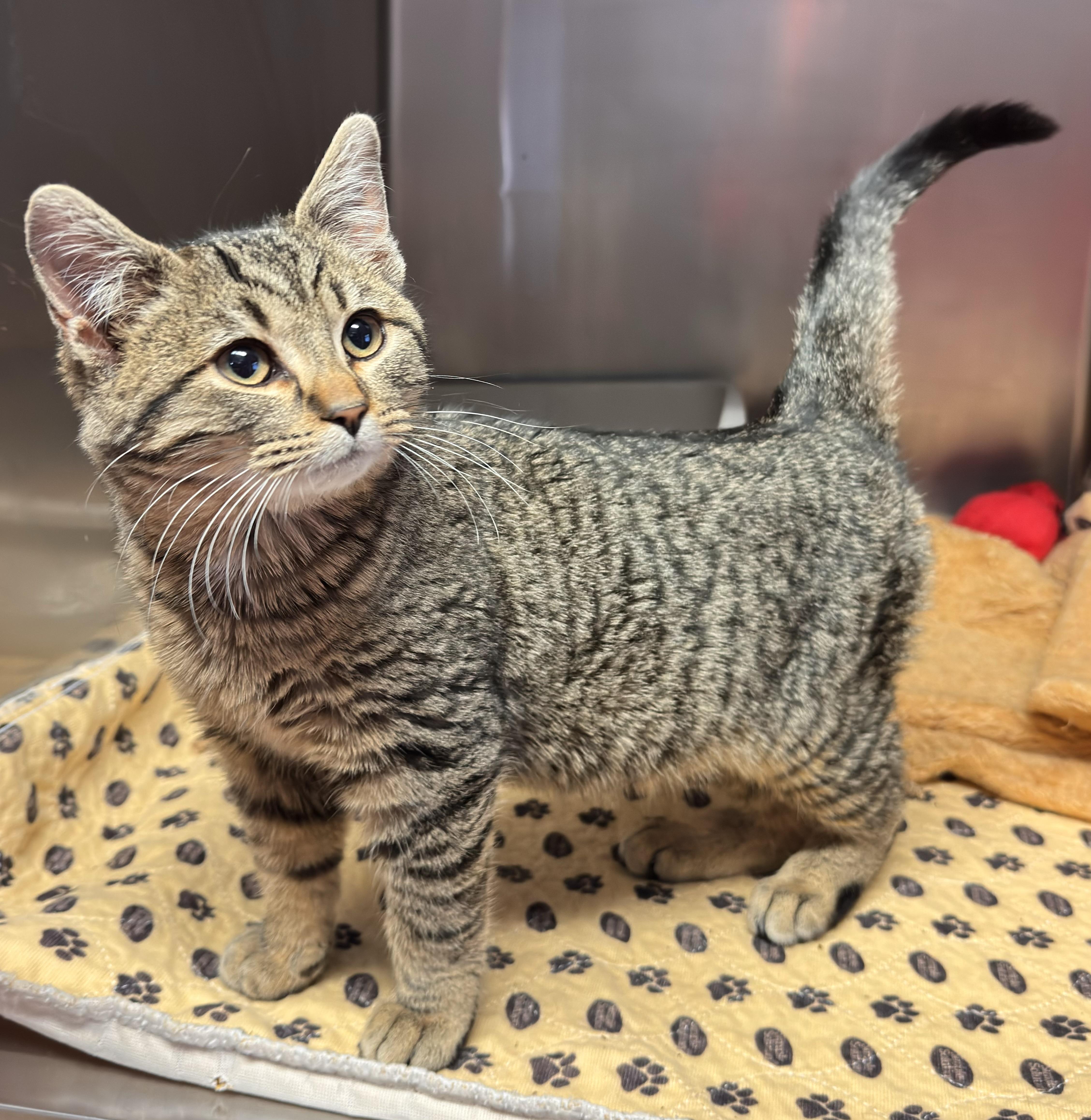 Enlarge Ralphie, a ADOPTABLE Domestic Short Hair in Kearneysville, WV image 1/1