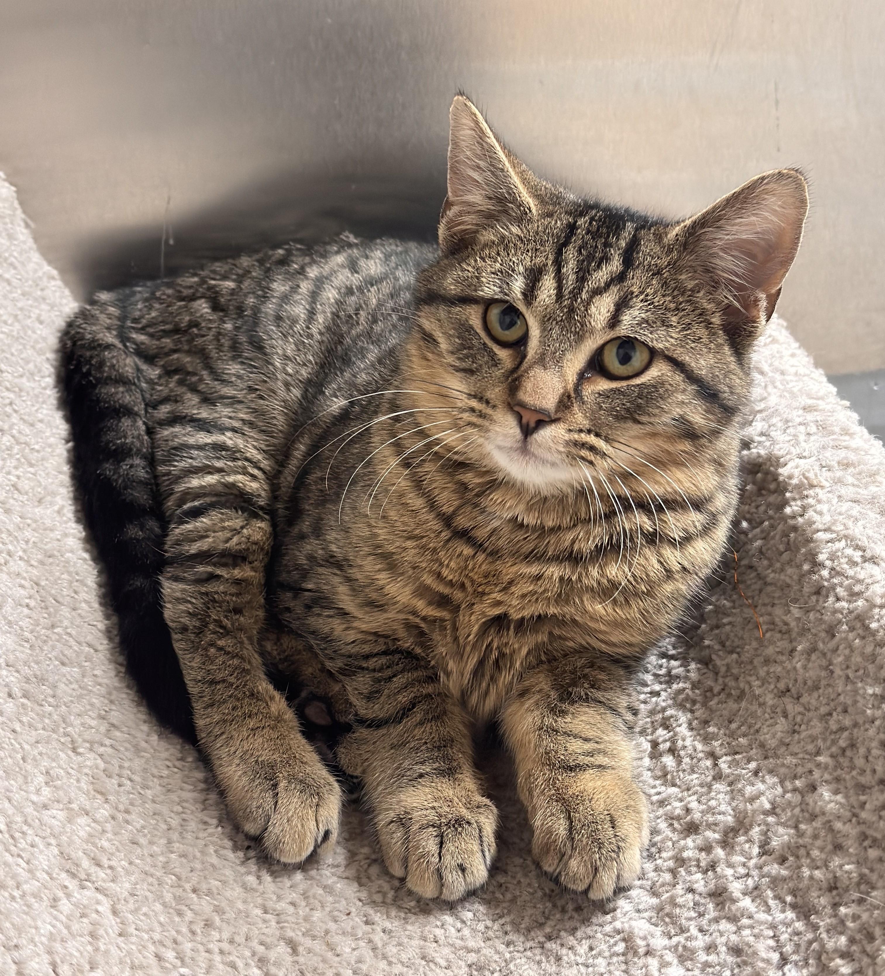 Ralphie, ADOPTABLE, Young Male Domestic Short Hair.