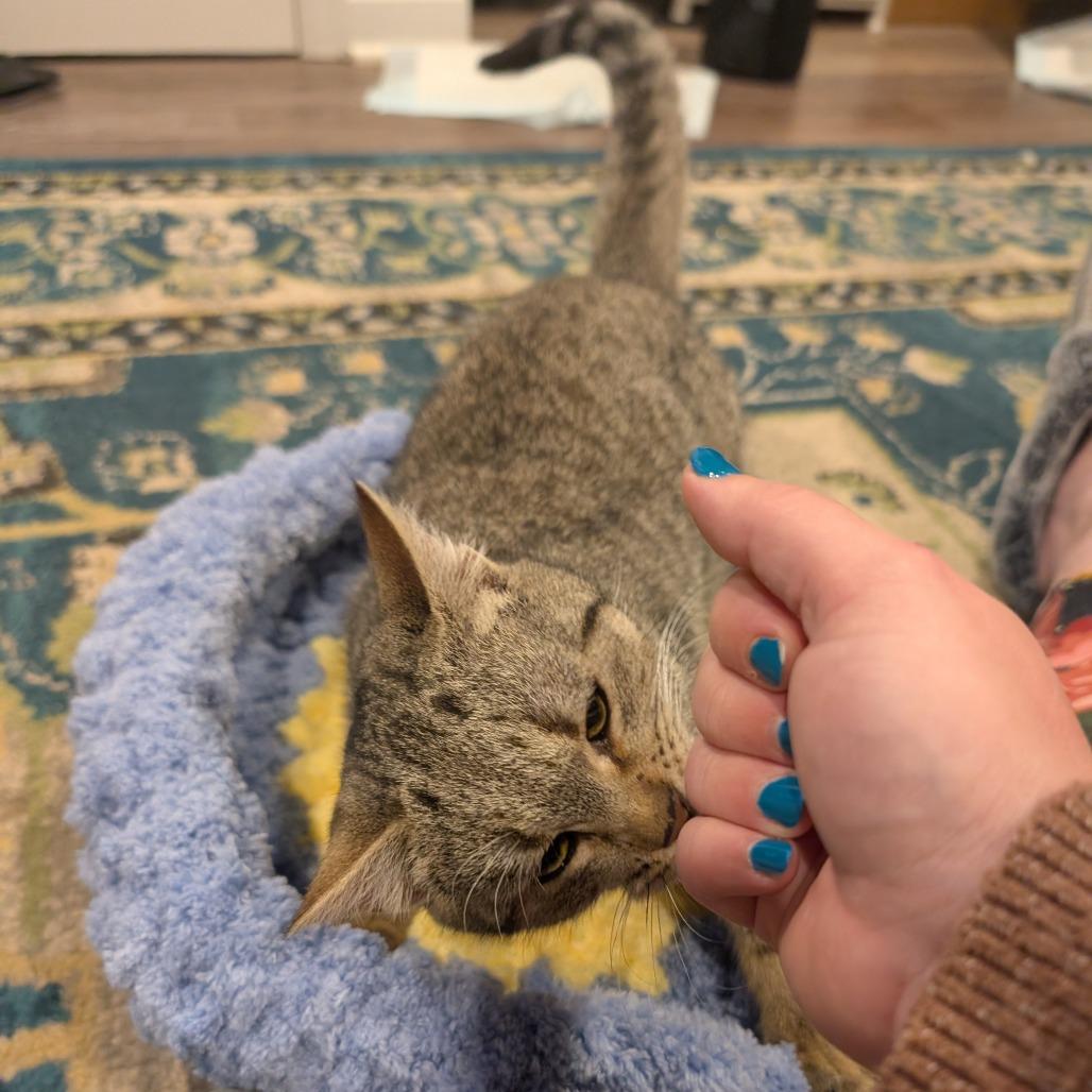 Lego, Adoptable, Kitten Male Domestic Short Hair.