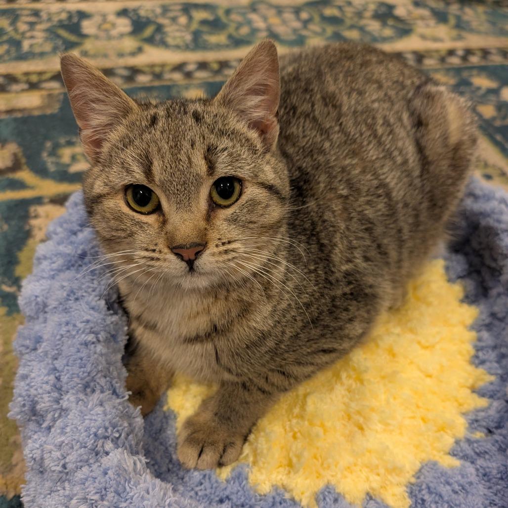 Enlarge Lego, a Adoptable Domestic Short Hair in Silver Spring , MD image 3/5