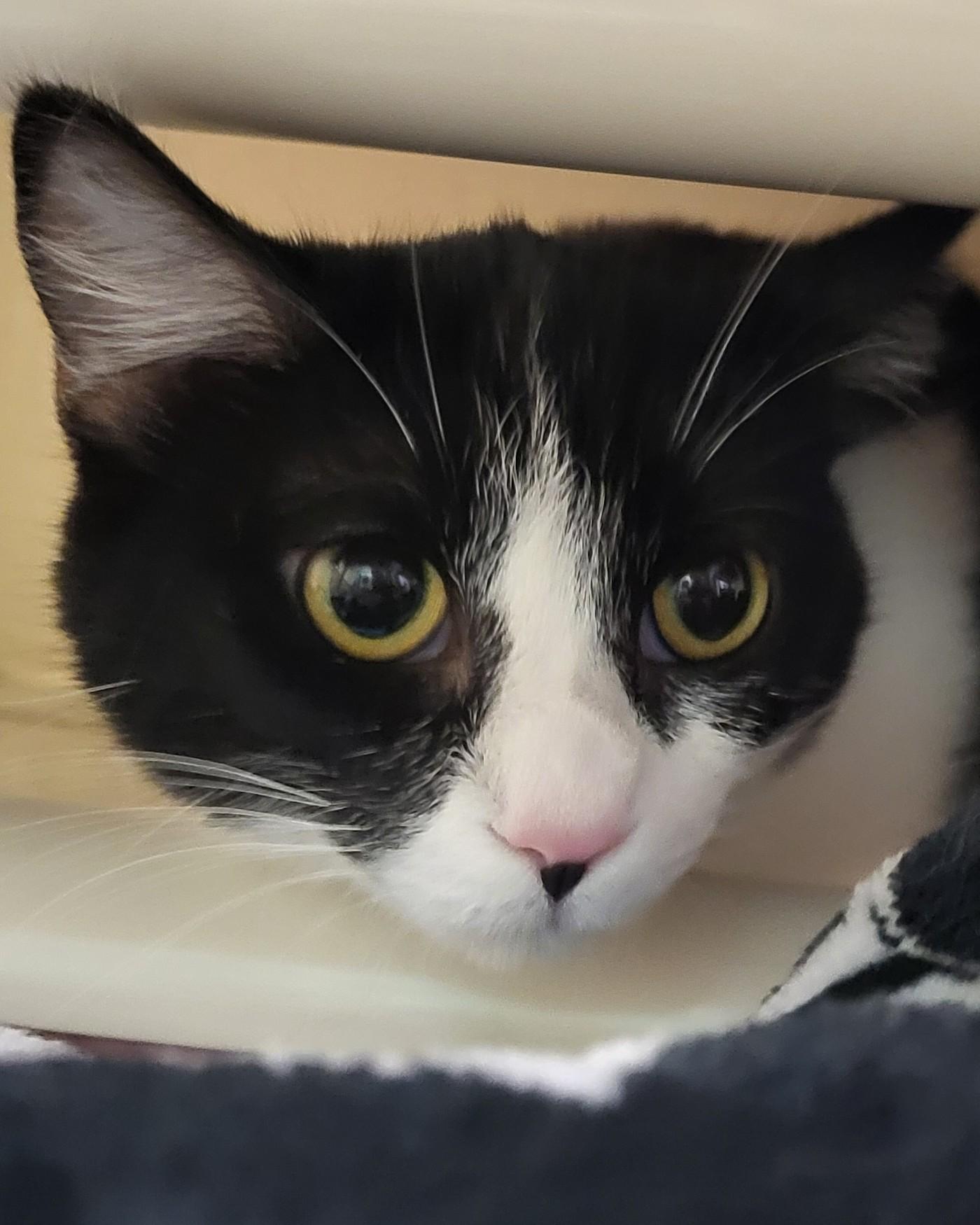 Enlarge Ali Cat, an adopted Domestic Short Hair in Grayslake, IL image 1/1