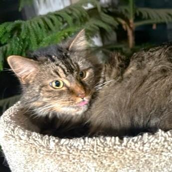 GORGEOUS GENEVA - MAINE COON GIRL, a Adoptable Maine Coon in Danbury, CT image 2/6