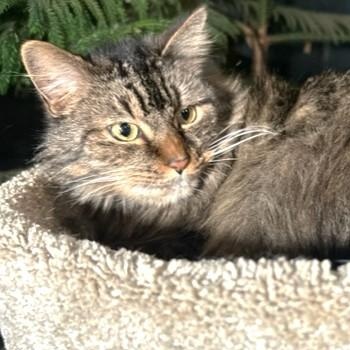 GORGEOUS GENEVA - MAINE COON GIRL, a Adoptable Maine Coon in Danbury, CT image 3/6