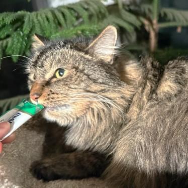 GORGEOUS GENEVA - MAINE COON GIRL, a Adoptable Maine Coon in Danbury, CT image 4/6