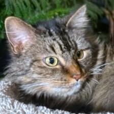 GORGEOUS GENEVA - MAINE COON GIRL, a Adoptable Maine Coon in Danbury, CT image 1/6