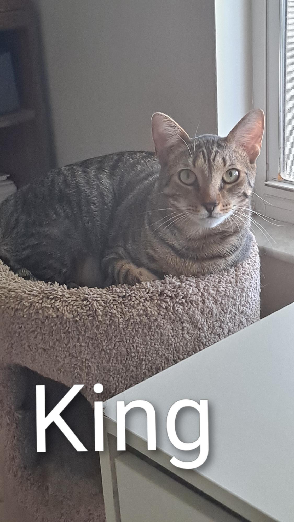 King (0910), Adoptable, Kitten Male Domestic Short Hair.