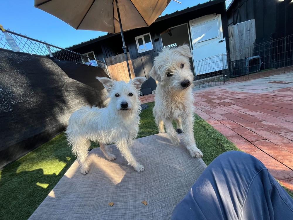 Marilyn, Adoptable, Adult Female Terrier.