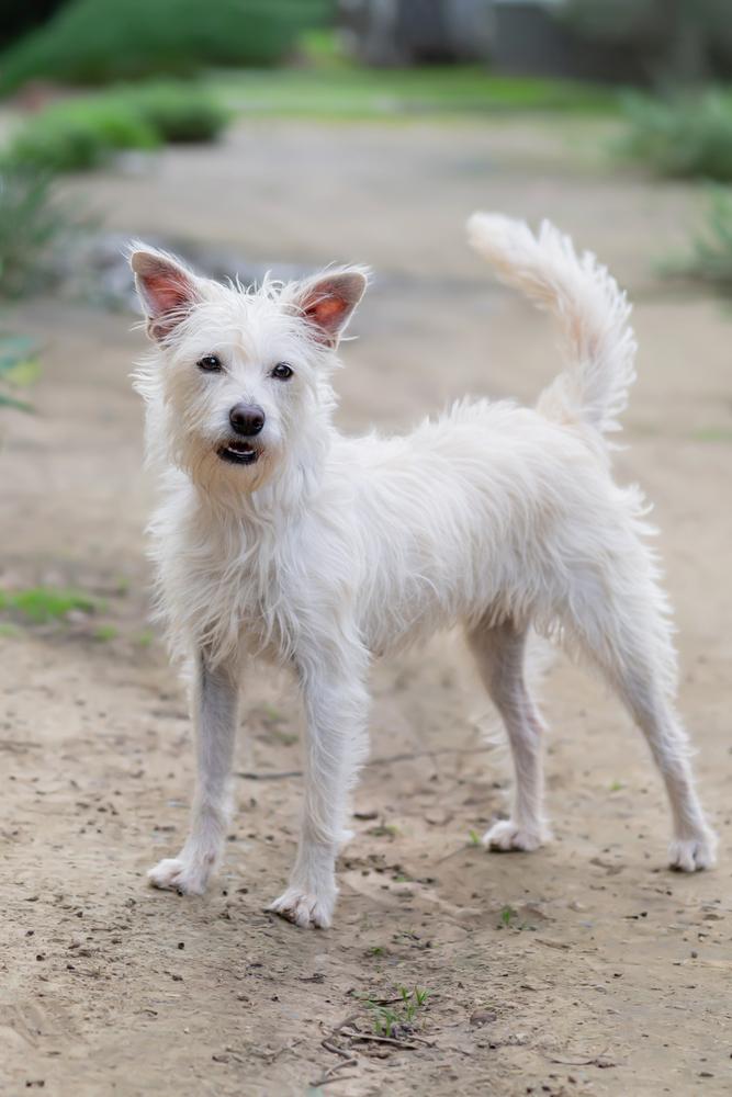 Enlarge Marilyn, a Adoptable mixed breed in San Diego, CA image 2/6
