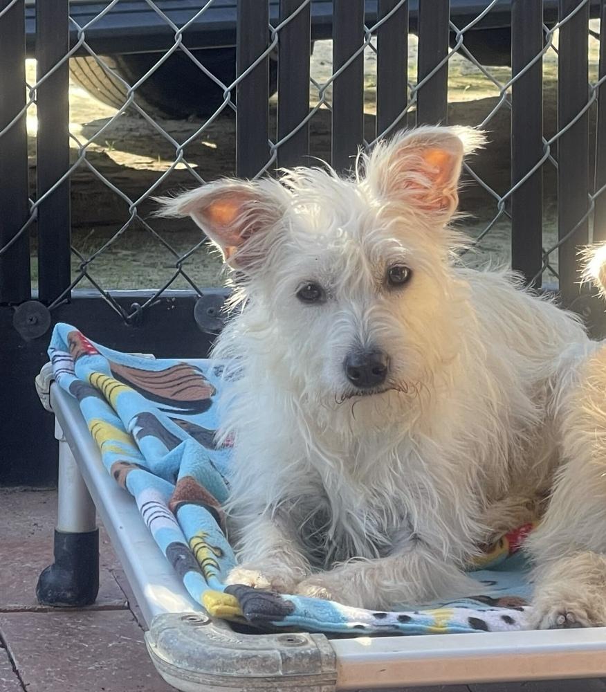 Marilyn, a Adoptable mixed breed in San Diego, CA image 2/5