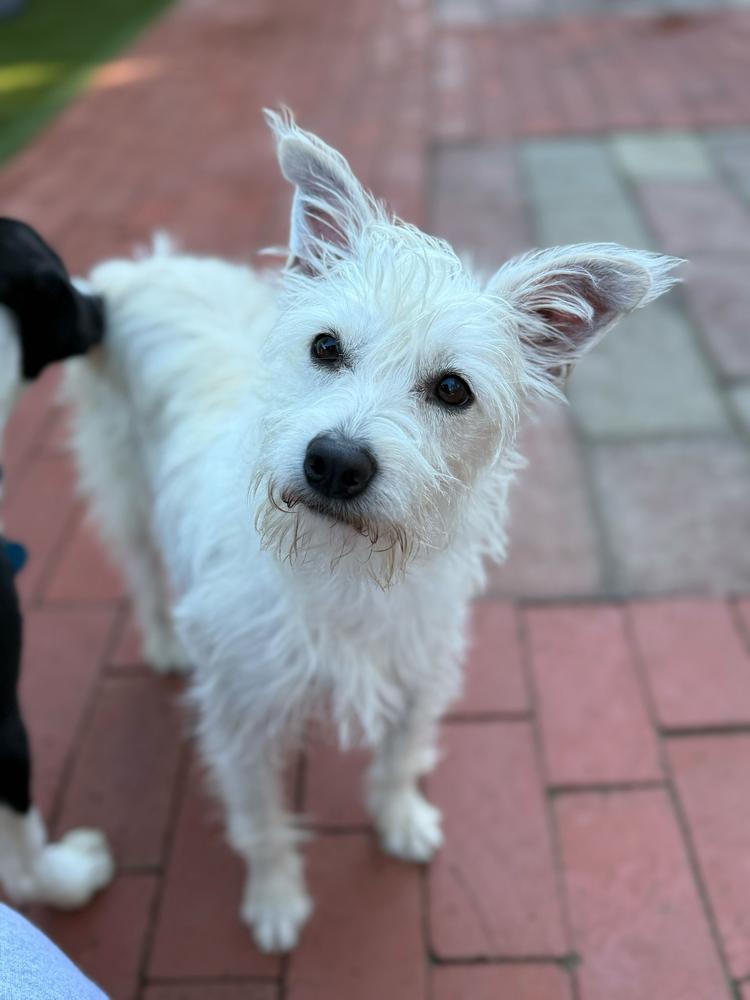 Marilyn, a Adoptable mixed breed in San Diego, CA image 3/5