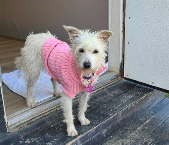 Marilyn, a Adoptable mixed breed in San Diego, CA image 5/5