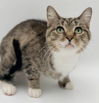 Enlarge Marielle (Polly), a Adoptable mixed breed in Bowling Green, KY image 1/2