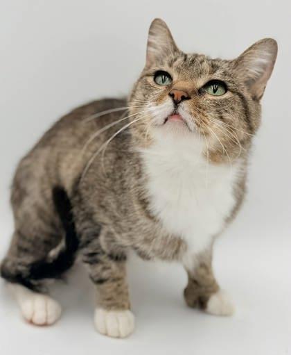 Enlarge Marielle (Polly), a Adoptable mixed breed in Bowling Green, KY image 2/2