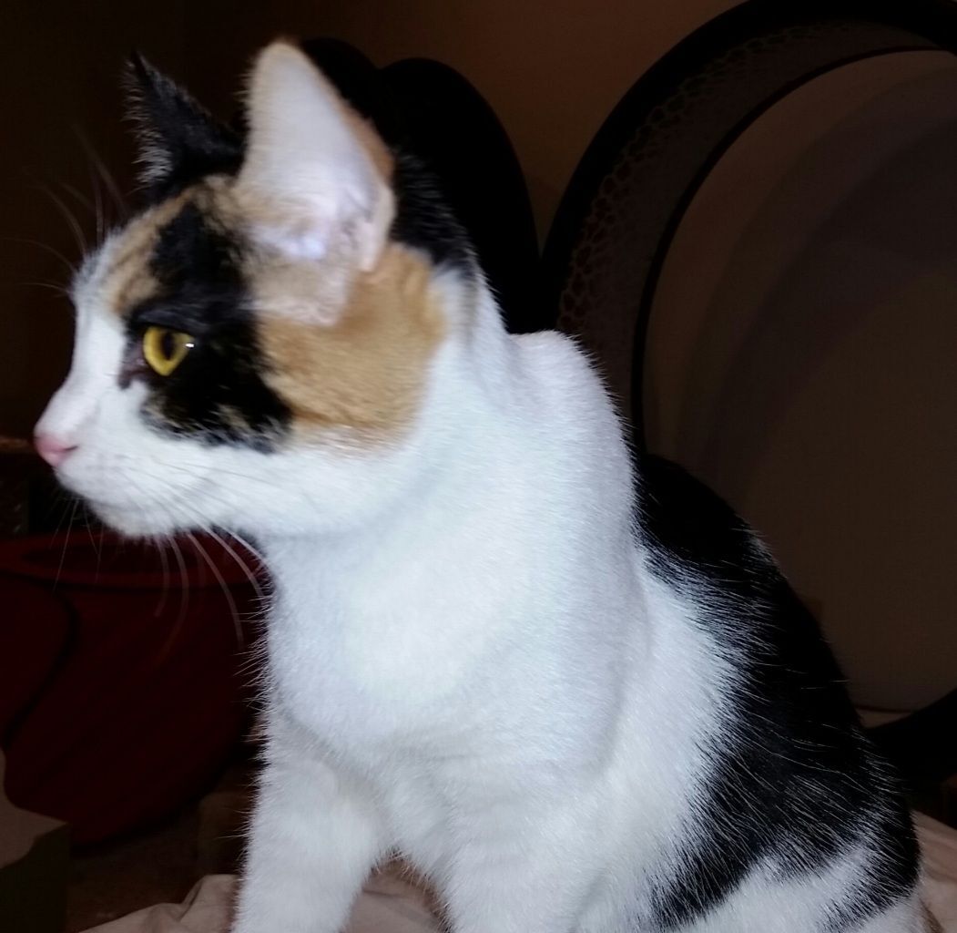 Merideth Ii thumbnail 2