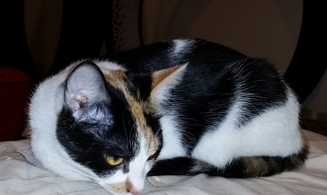 Merideth Ii thumbnail 3