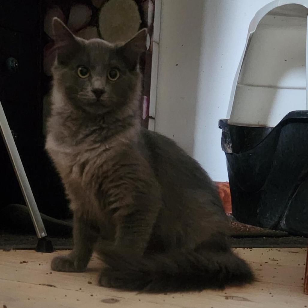 Enlarge Wolfy, a Adoptable Domestic Long Hair in Stagecoach, NV image 1/1